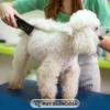 Cortadora De Pelos Gadnic Cpl52 Mascotas Larga Duración Y Autonomía
