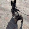 Arnés Pretal Reforzado para Perros Waggs Talle XL