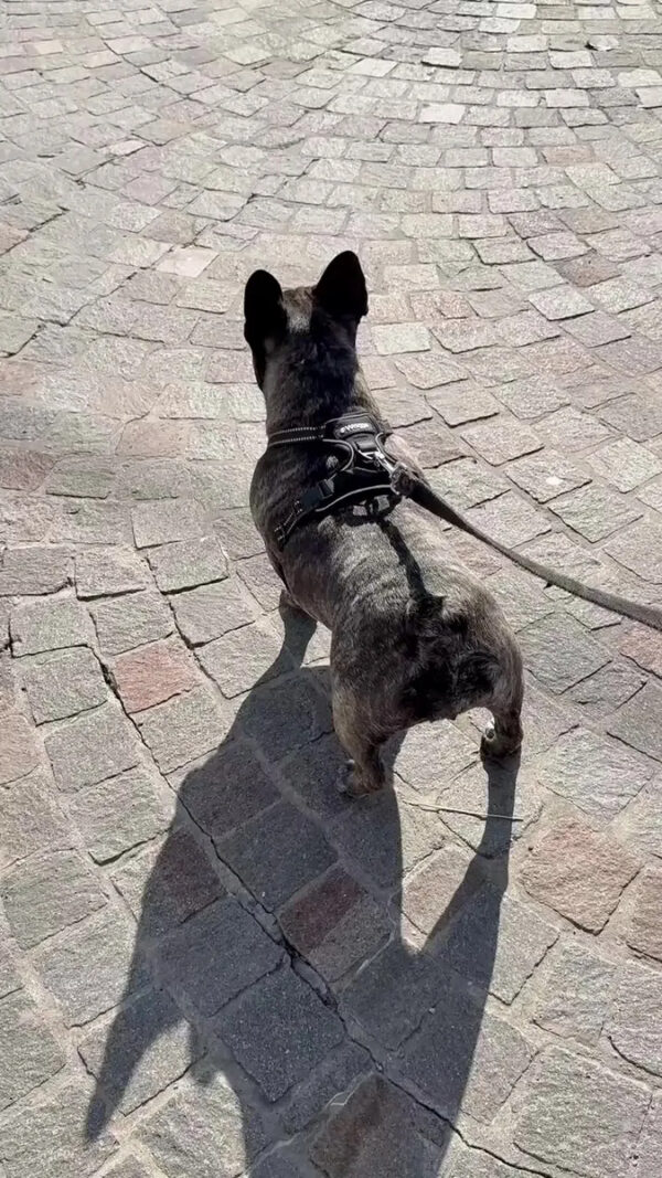 Arnés Pretal Reforzado para Perros Waggs Talle XL