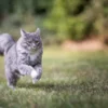 Condroprotector para Perros y Gatos Artrin Regenerador Articular x30 Comprimidos