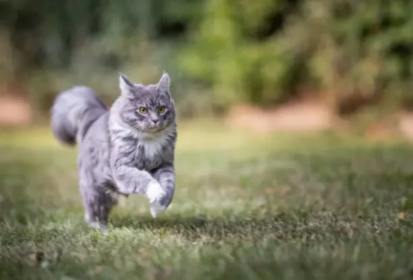 Condroprotector para Perros y Gatos Artrin Regenerador Articular x30 Comprimidos