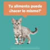 D_NQ_NP_644325-MLA115592368643_082026-F.webp Alimento para Gatitos Purina One x4Kg