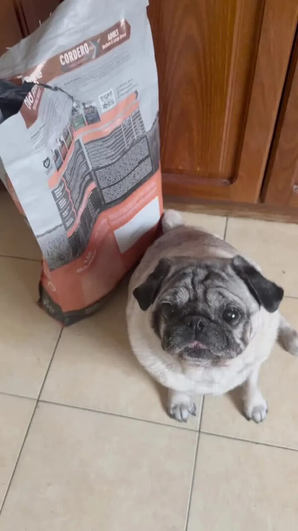Contenedor Hermético para Alimento de Mascotas Waggs 20L Plegable