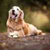 Condroprotector para Perros y Gatos Artrin Regenerador Articular x30 Comprimidos