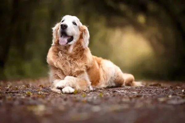 Condroprotector para Perros y Gatos Artrin Regenerador Articular x30 Comprimidos