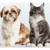 Condroprotector para Perros y Gatos Sosten CG Oral x80 Comprimidos