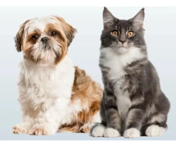 Condroprotector para Perros y Gatos Sosten CG Oral x80 Comprimidos
