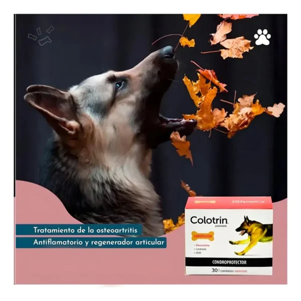 D_NQ_NP_815483-MLA113972011013_062026-F.webp Condroprotector para Perros y Gatos Colotrin Pack x4 (x30 Comprimidos c/u)