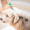 Pipeta Antipulgas para Perros Fipronil hasta 10kg contra Garrapatas y Mosquitos