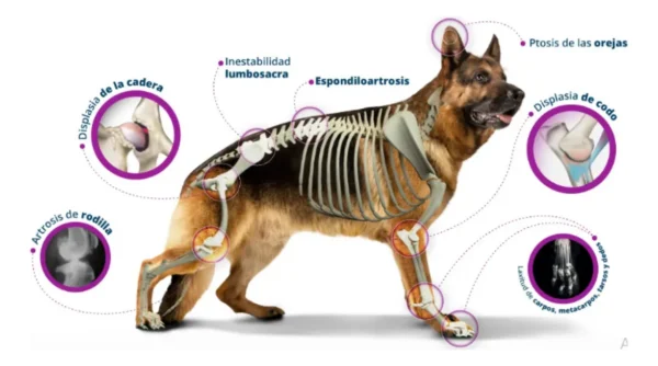 Condroprotector para Perros y Gatos Sosten CG Oral x80 Comprimidos