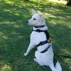 Arnés Pretal H Táctico para Perros Reforzado Anti Tirones K9
