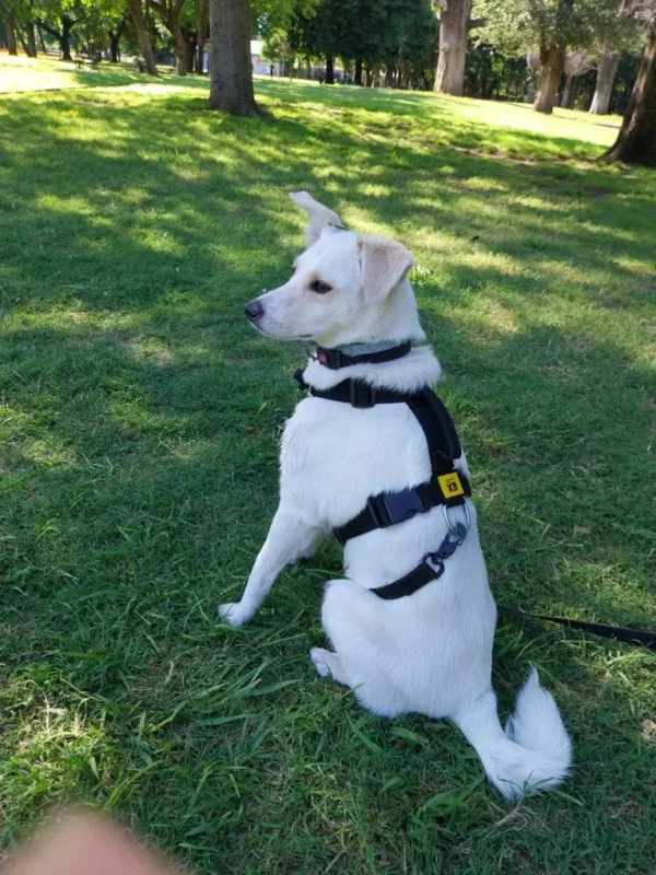 Arnés Pretal H Táctico para Perros Reforzado Anti Tirones K9