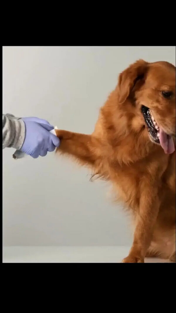 Condroprotector para Perros y Gatos Artrin Regenerador Articular x30 Comprimidos