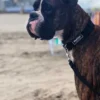 Collar Rápido para Perros Regulable de Paseo e Identificación