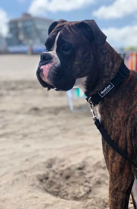 Collar Rápido para Perros Regulable de Paseo e Identificación