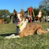 Collar Rápido para Perros Regulable de Paseo e Identificación