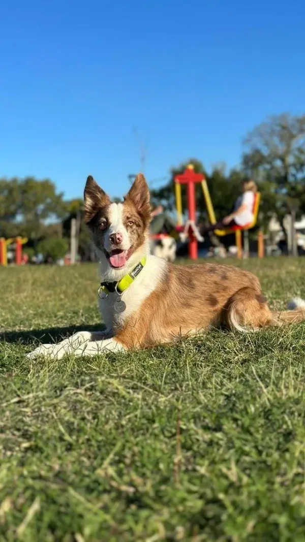 Collar Rápido para Perros Regulable de Paseo e Identificación
