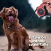 Correa Retráctil Extensible Para Perros 5 Metros Waggs Ergonómica Azul