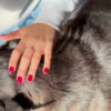 Cepillo A Vapor para Perros y Gatos Beepaw Groom-e Metal Cardina Gris