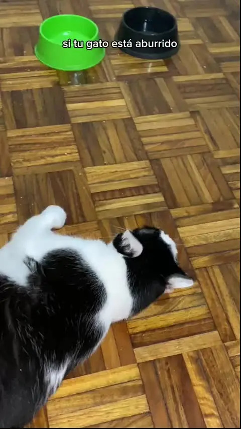 Bebedero Automático Para Mascotas Recirculante Silencioso Gadnic Pb4040 Filtro Reemplazable