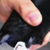 Lima Eléctrica De Uñas Para Mascotas Silenciosa Recargable Usb Pet Fur