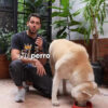 Comedero Bebedero Elevado Doble Altura Regulable Acero Inoxidable para Perros y Gatos