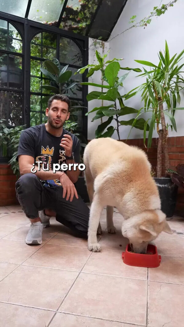 Comedero Bebedero Elevado Doble Altura Regulable Acero Inoxidable para Perros y Gatos