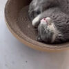 Rascador Cama para Gatos de Cartón Corrugado Grande Resistente