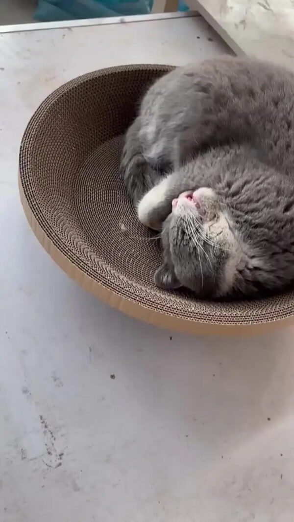 Rascador Cama para Gatos de Cartón Corrugado Grande Resistente